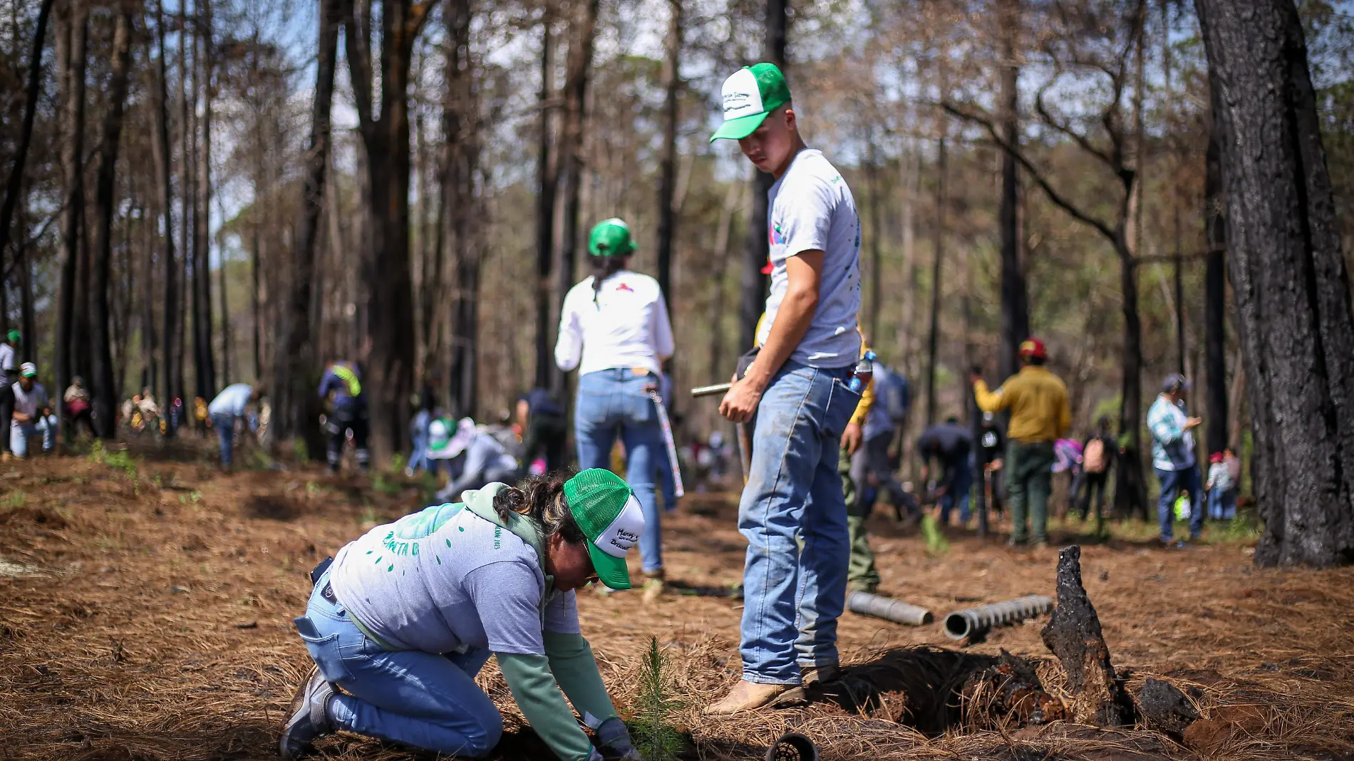 Reforestan bosque de Tapalpa-LFRJ